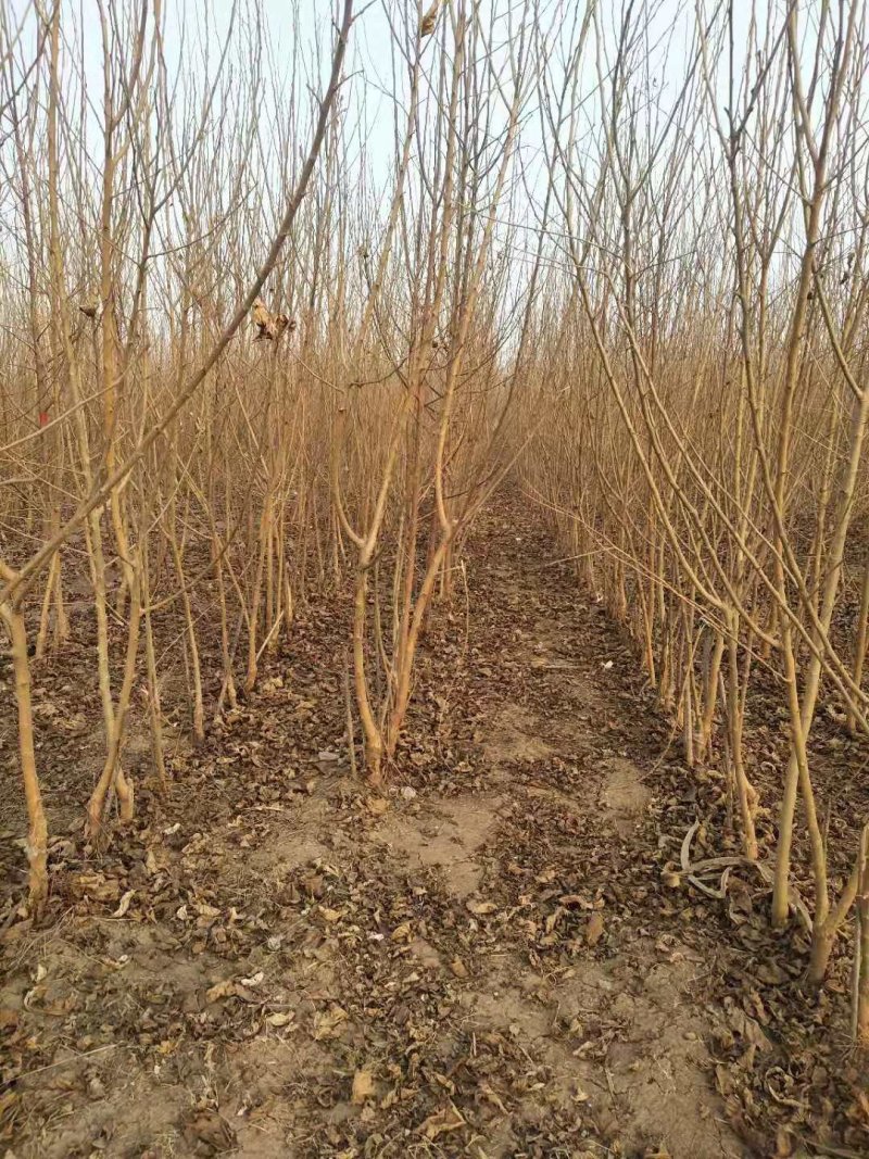 黑珍珠嫁接苗开始出售了