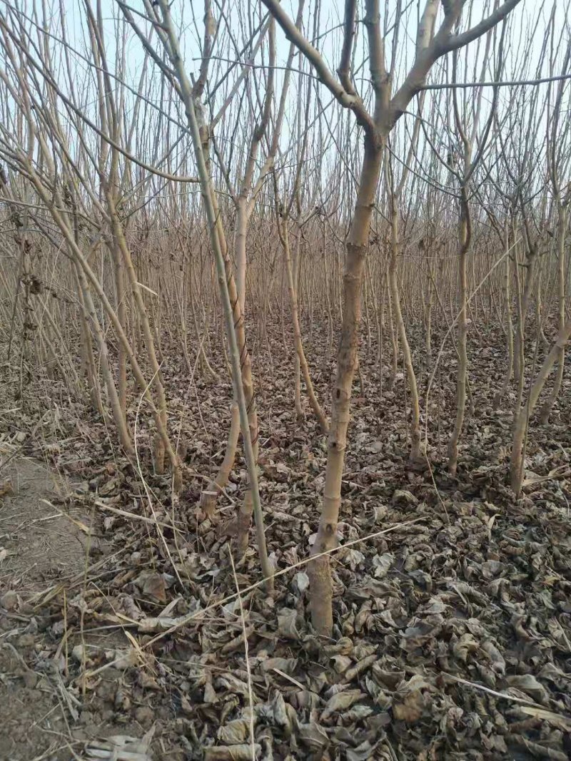 黑珍珠嫁接苗开始出售了