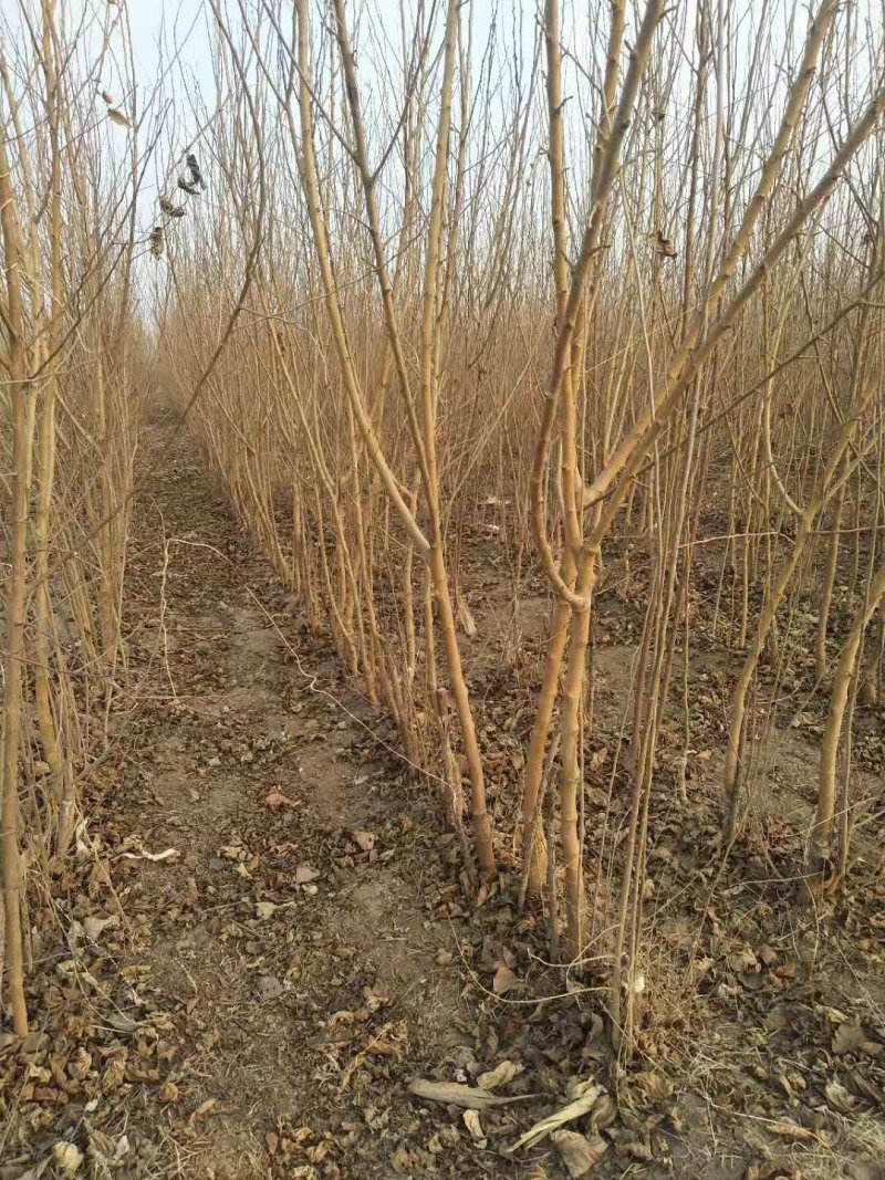 黑珍珠嫁接苗开始出售了