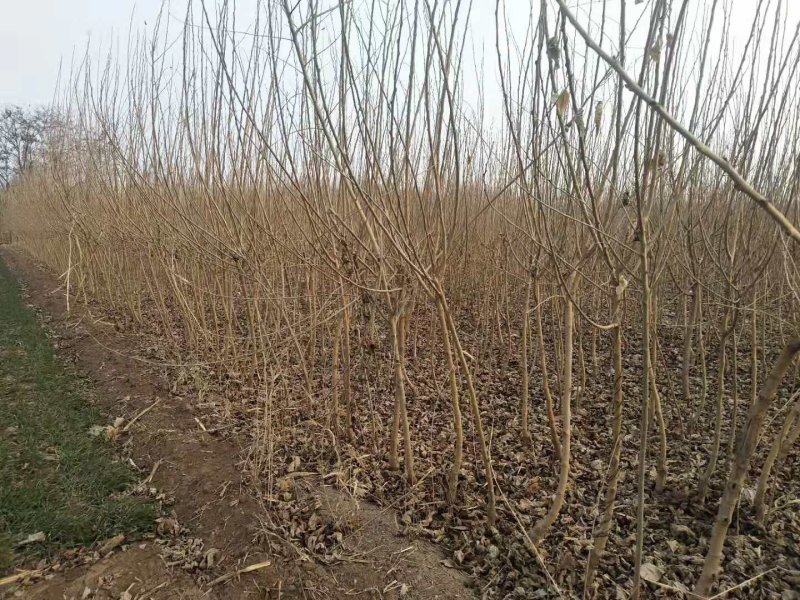 黑珍珠嫁接苗开始出售了
