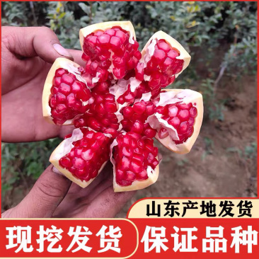 石榴树苗嫁接突尼斯软籽石榴树苗当年结果行情好高产石榴树苗