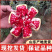 石榴树苗嫁接突尼斯软籽石榴树苗当年结果行情好高产石榴树苗