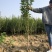 石榴树苗嫁接突尼斯软籽石榴树苗当年结果行情好高产石榴树苗