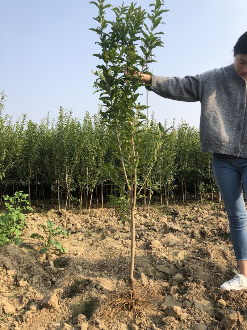石榴树苗嫁接突尼斯软籽石榴树苗当年结果行情好高产石榴树苗