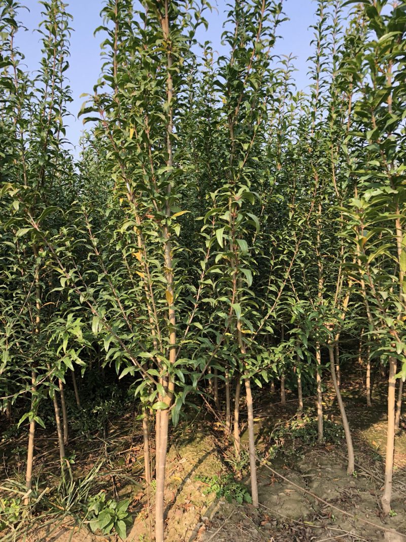 石榴树苗嫁接突尼斯软籽石榴树苗当年结果行情好高产石榴树苗