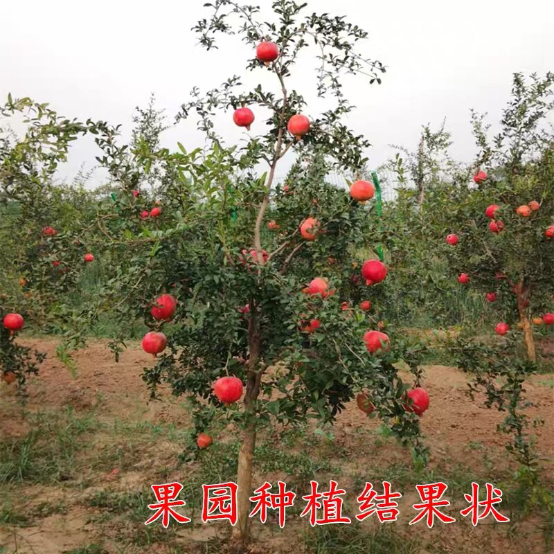 占地石榴树苗嫁接高产大红石榴树苗地栽盆栽黑籽软籽石榴树苗