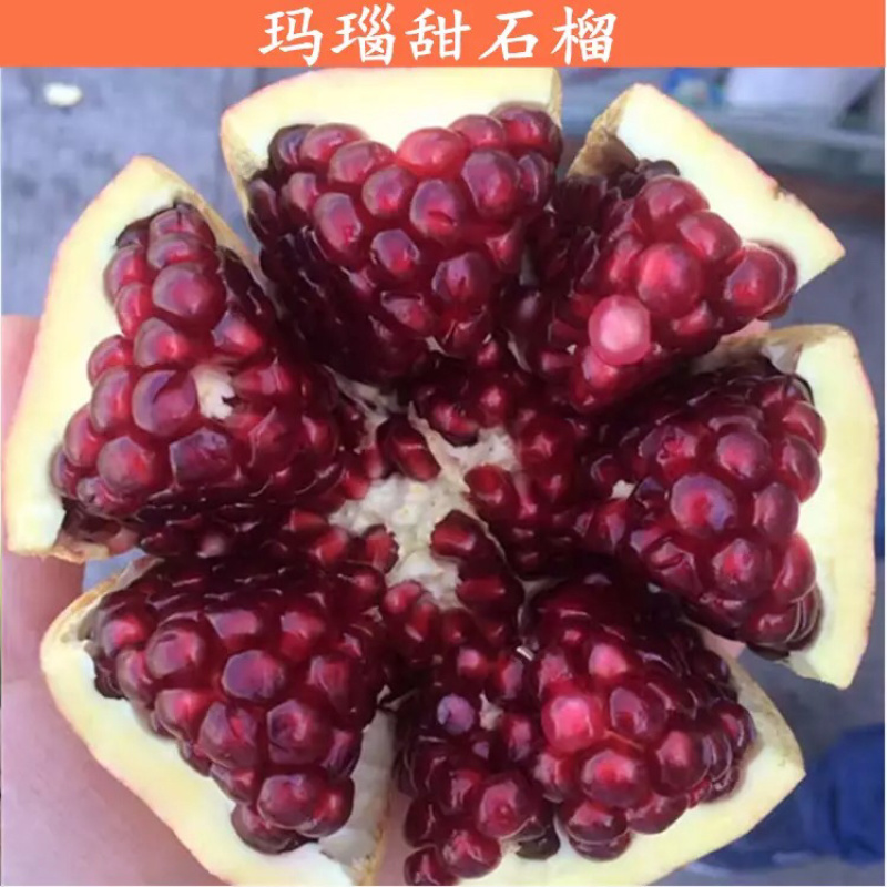 占地石榴树苗嫁接高产大红石榴树苗地栽盆栽黑籽软籽石榴树苗