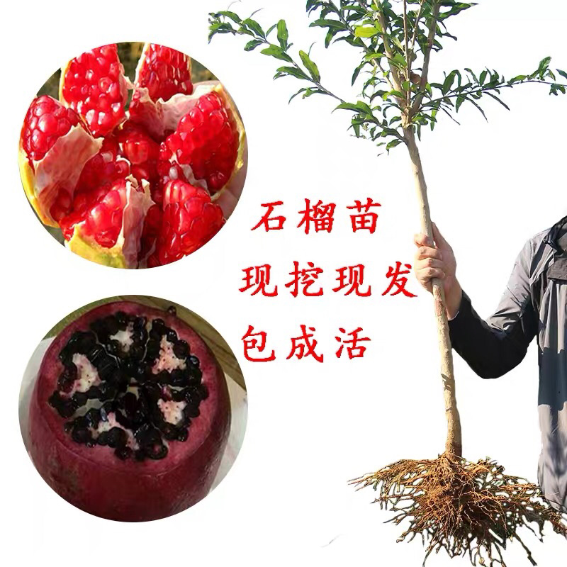 占地石榴树苗嫁接高产大红石榴树苗地栽盆栽黑籽软籽石榴树苗