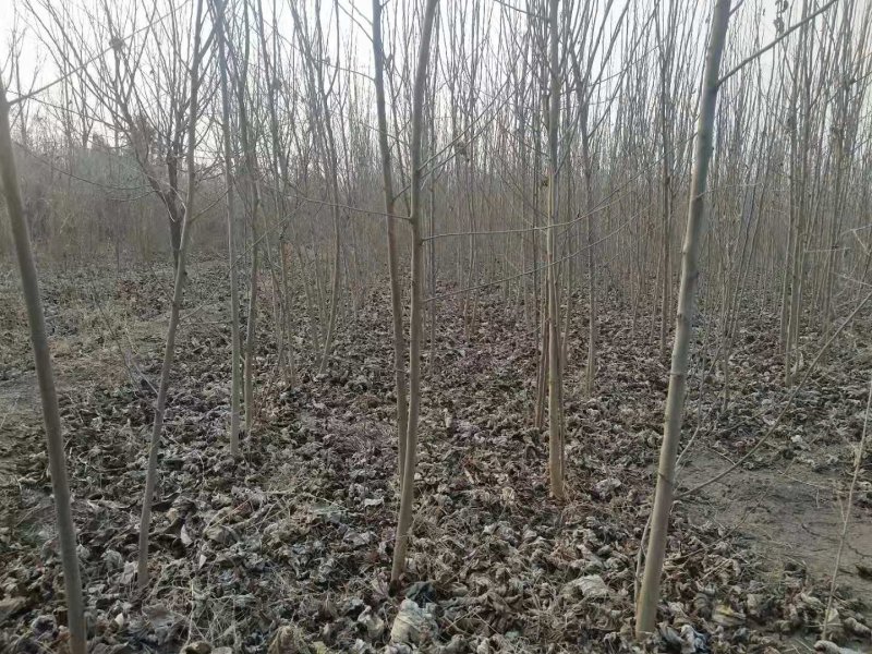 野生桑树苗开始出售了