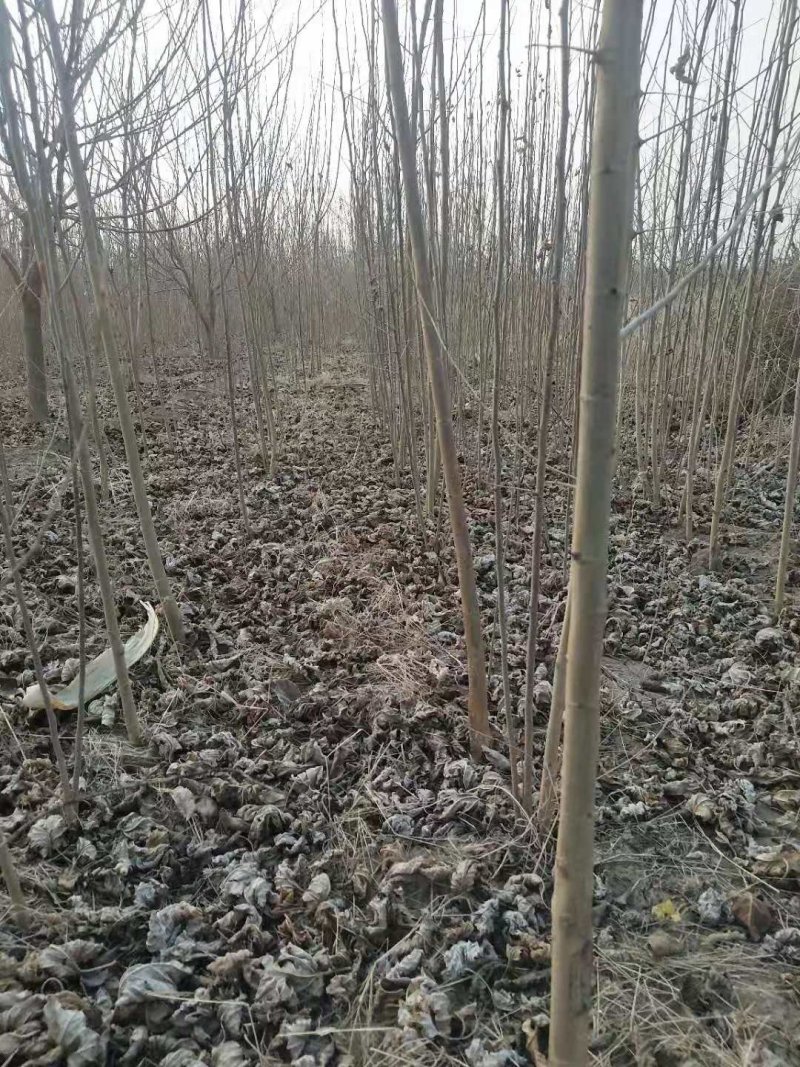野生桑树苗开始出售了