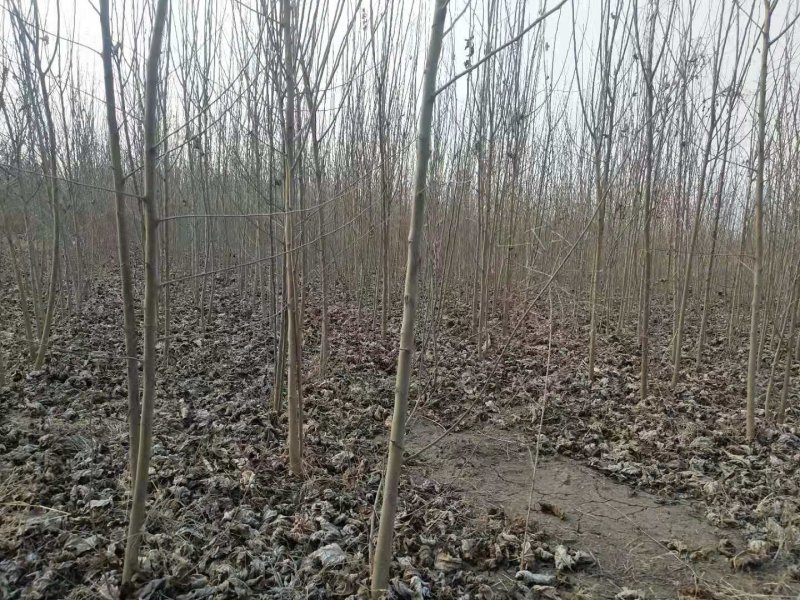 野生桑树苗开始出售了