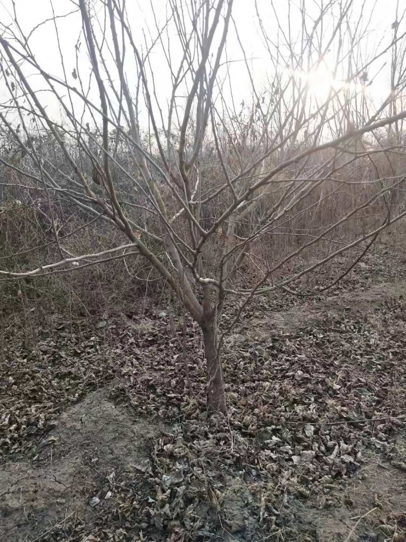 野生桑树苗开始出售了