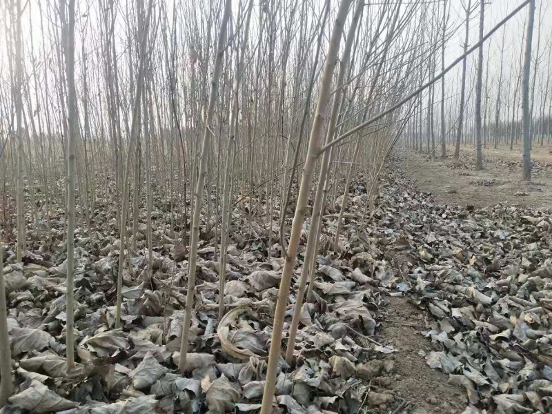 野生桑树苗开始出售了