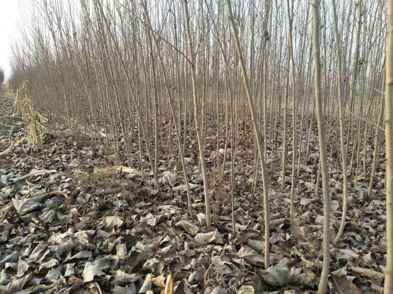 野生桑树苗开始出售了