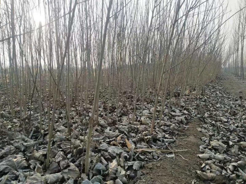 野生桑树苗开始出售了
