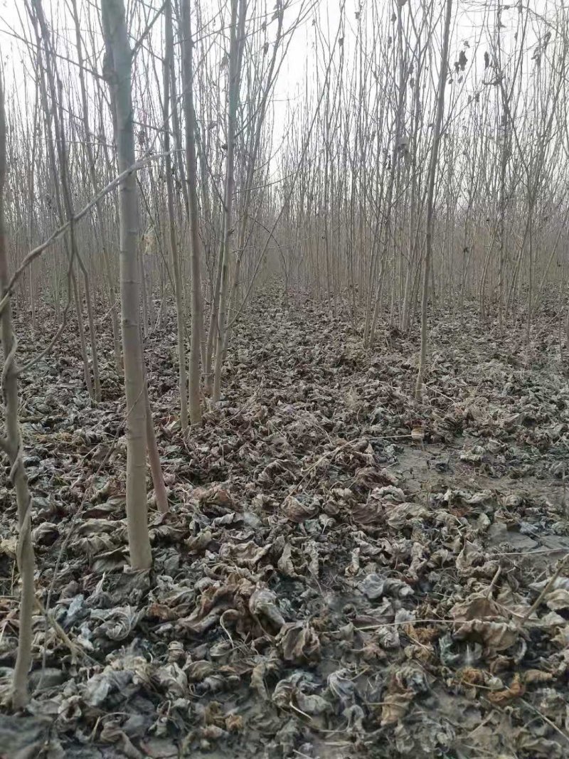野生桑树苗开始出售了