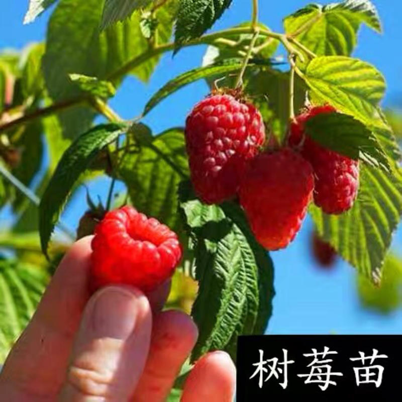 红树莓双季高产黄树莓苗黑树莓苗南北方种植当年结果树莓苗