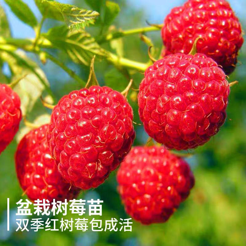 红树莓双季高产黄树莓苗黑树莓苗南北方种植当年结果树莓苗