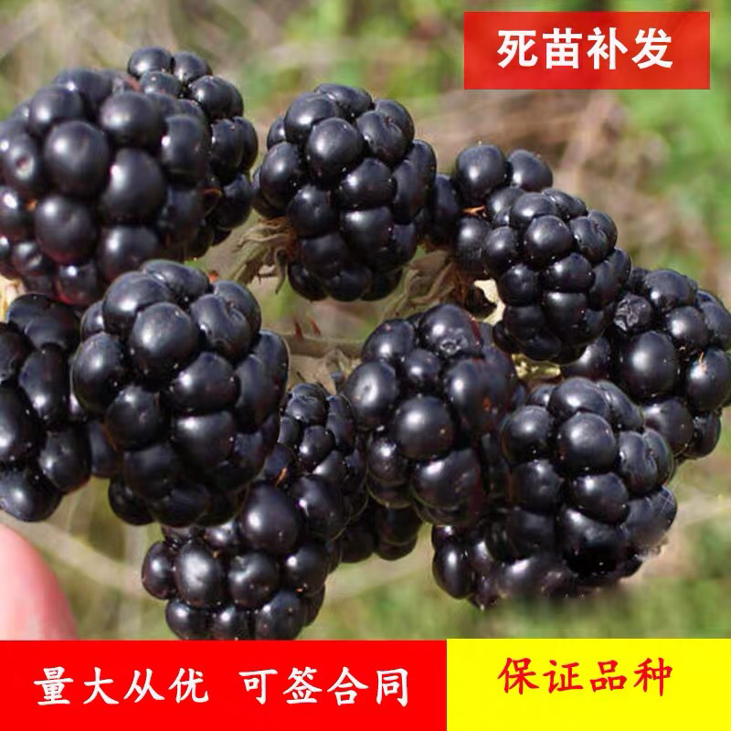 双季树莓苗南北方种植果期长高产树莓苗结果现挖现发果树莓苗