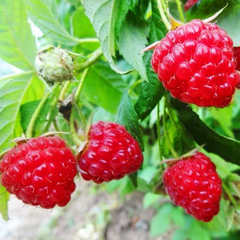 双季树莓苗南北方种植果期长高产树莓苗结果现挖现发果树莓苗