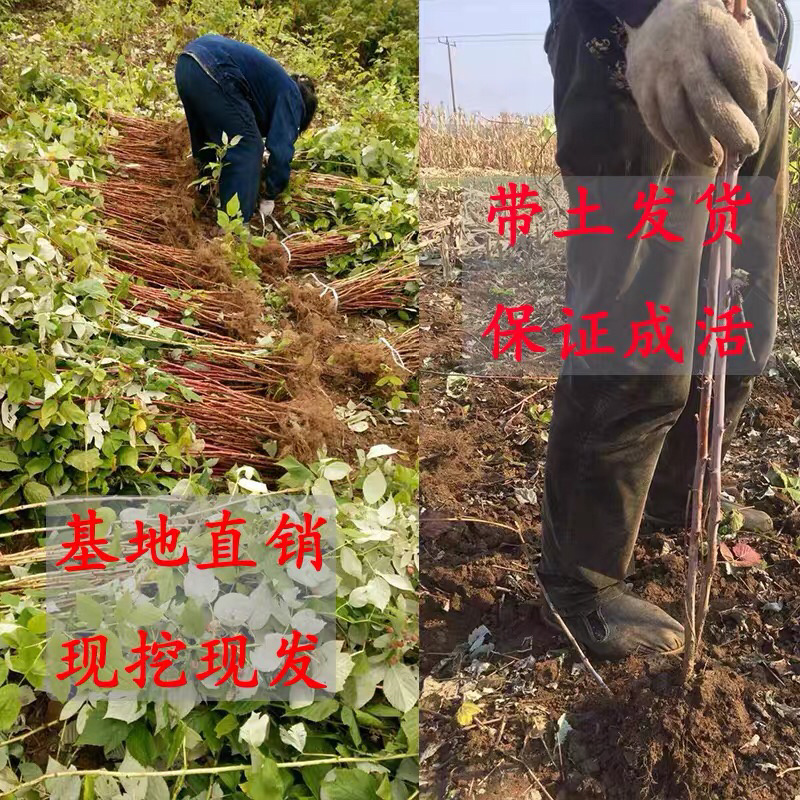 双季树莓苗南北方种植果期长高产树莓苗结果现挖现发果树莓苗