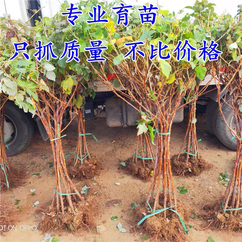 双季树莓苗南北方种植果期长高产树莓苗结果现挖现发果树莓苗