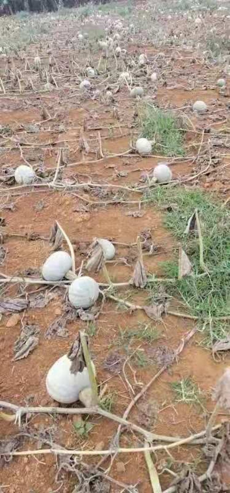 【基地直供】爆粉银栗南瓜，高身颜色光亮，