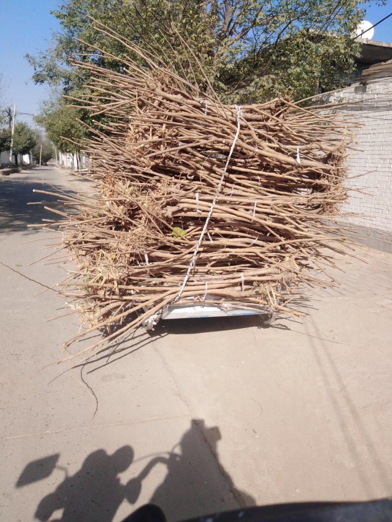 桑树苗，1一15公分规格。