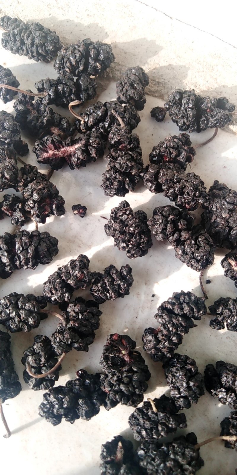 10吨桑椹干，有四川和沧州黑珍珠