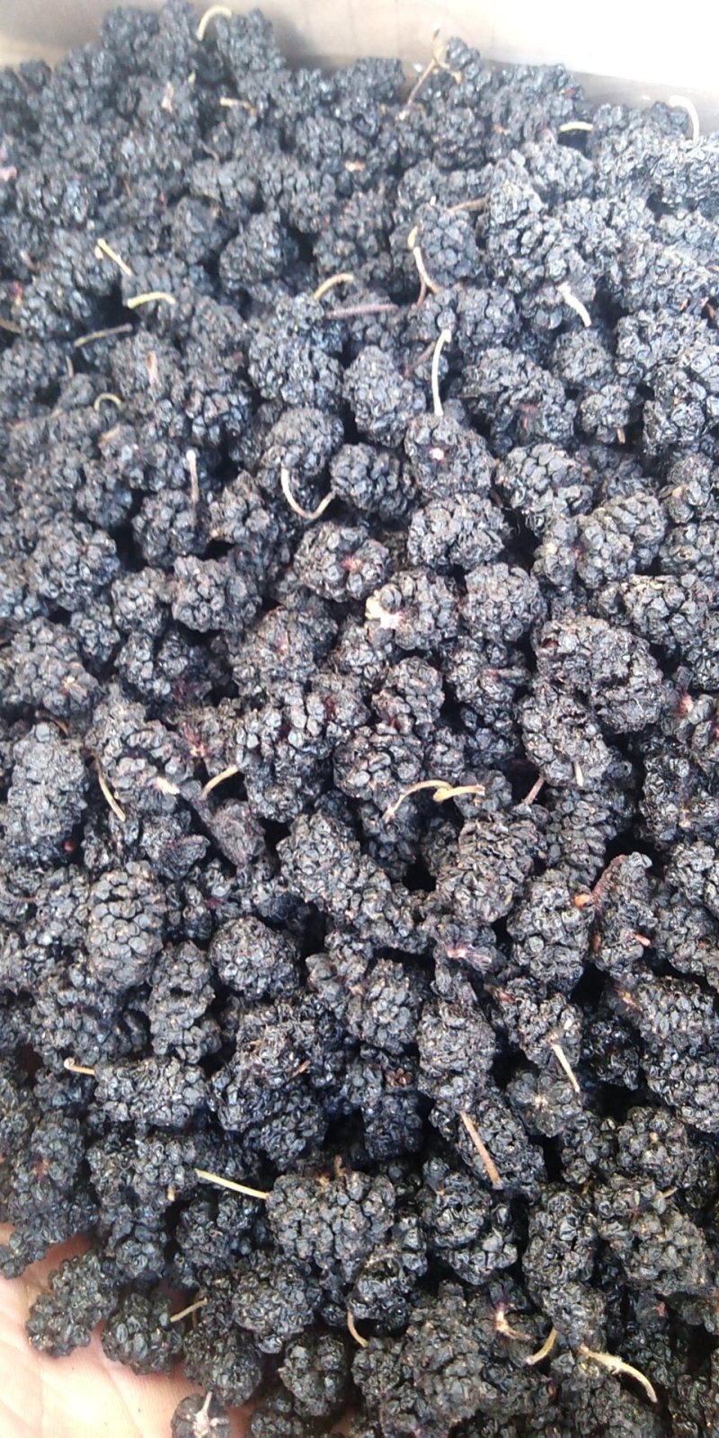 10吨桑椹干，有四川和沧州黑珍珠