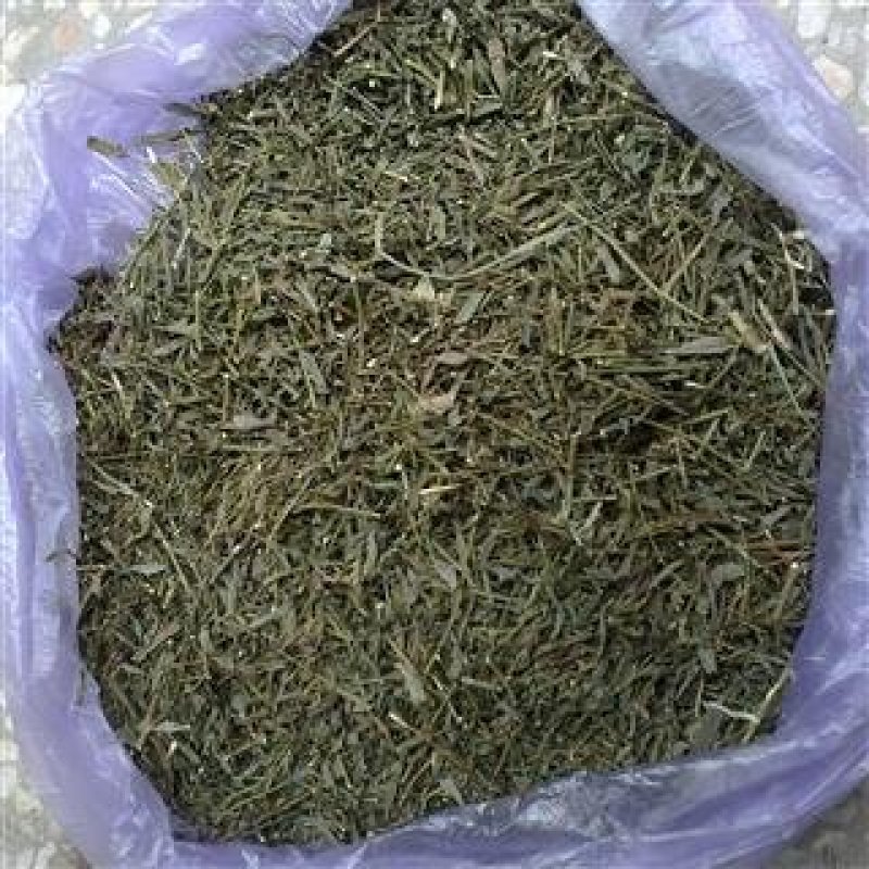 柴胡苗，常年批发供应柴胡苗中药材，量大从优
