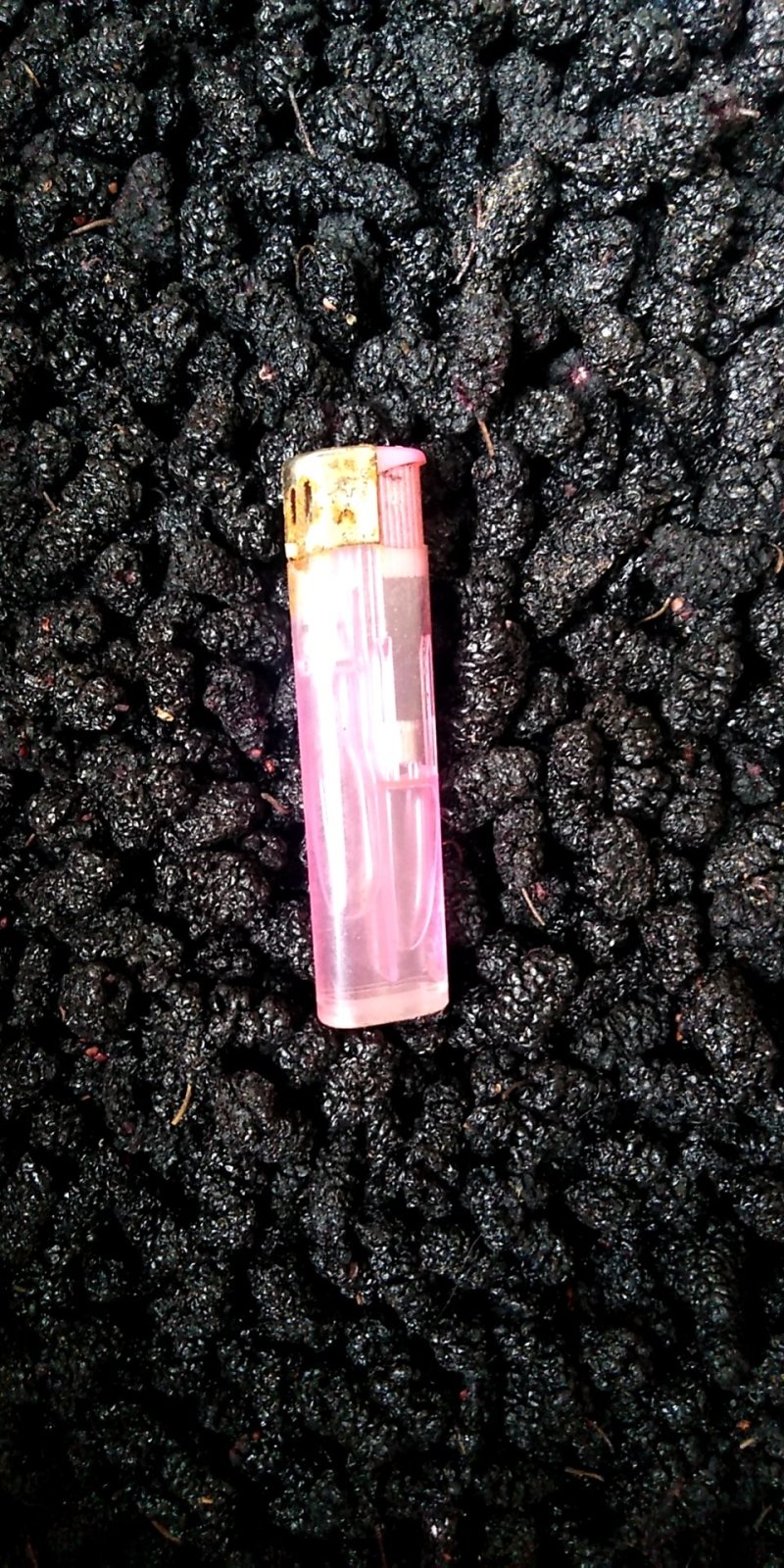 黑珍珠桑葚干，优等桑葚干