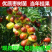 枣树苗当年结果嫁接枣树苗沾化冬枣树苗高产枣树苗南北方种植