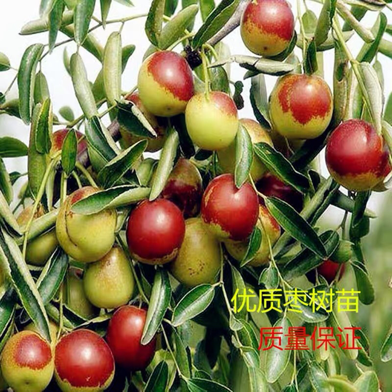 枣树苗当年结果嫁接枣树苗沾化冬枣树苗高产枣树苗南北方种植
