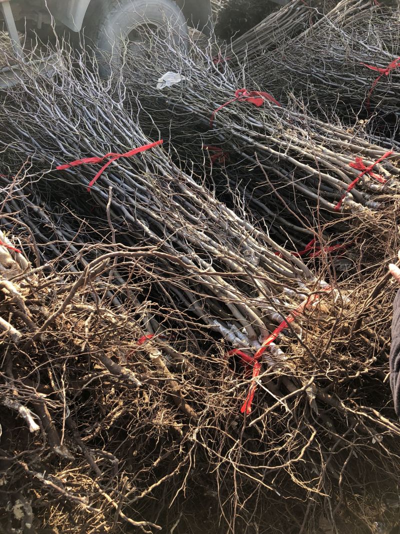 枣树苗嫁接枣树苗龙须枣沾化冬枣当年种植当年结果占地枣树苗