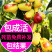 枣树苗嫁接枣树苗龙须枣沾化冬枣当年种植当年结果占地枣树苗