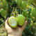 高品质枣树苗嫁接高产枣树苗当年结果南北方种植大青枣树树苗