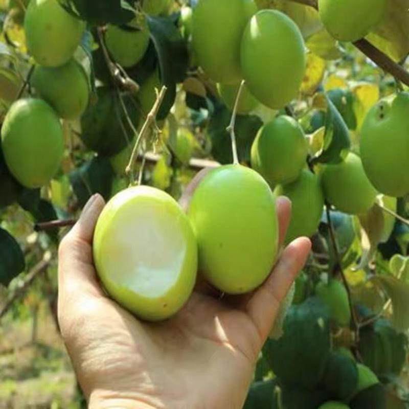 高品质枣树苗嫁接高产枣树苗当年结果南北方种植大青枣树树苗