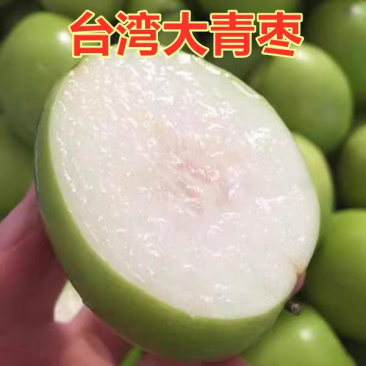 高品质枣树苗嫁接高产枣树苗当年结果南北方种植大青枣树树苗