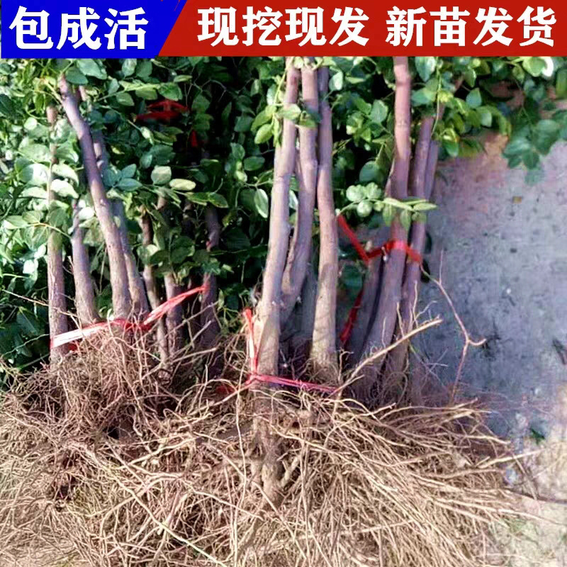 高品质枣树苗嫁接高产枣树苗当年结果南北方种植大青枣树树苗