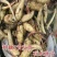 浅水藕种根莲藕种藕深水藕种高产食用莲藕种苗藕带苗藕苗