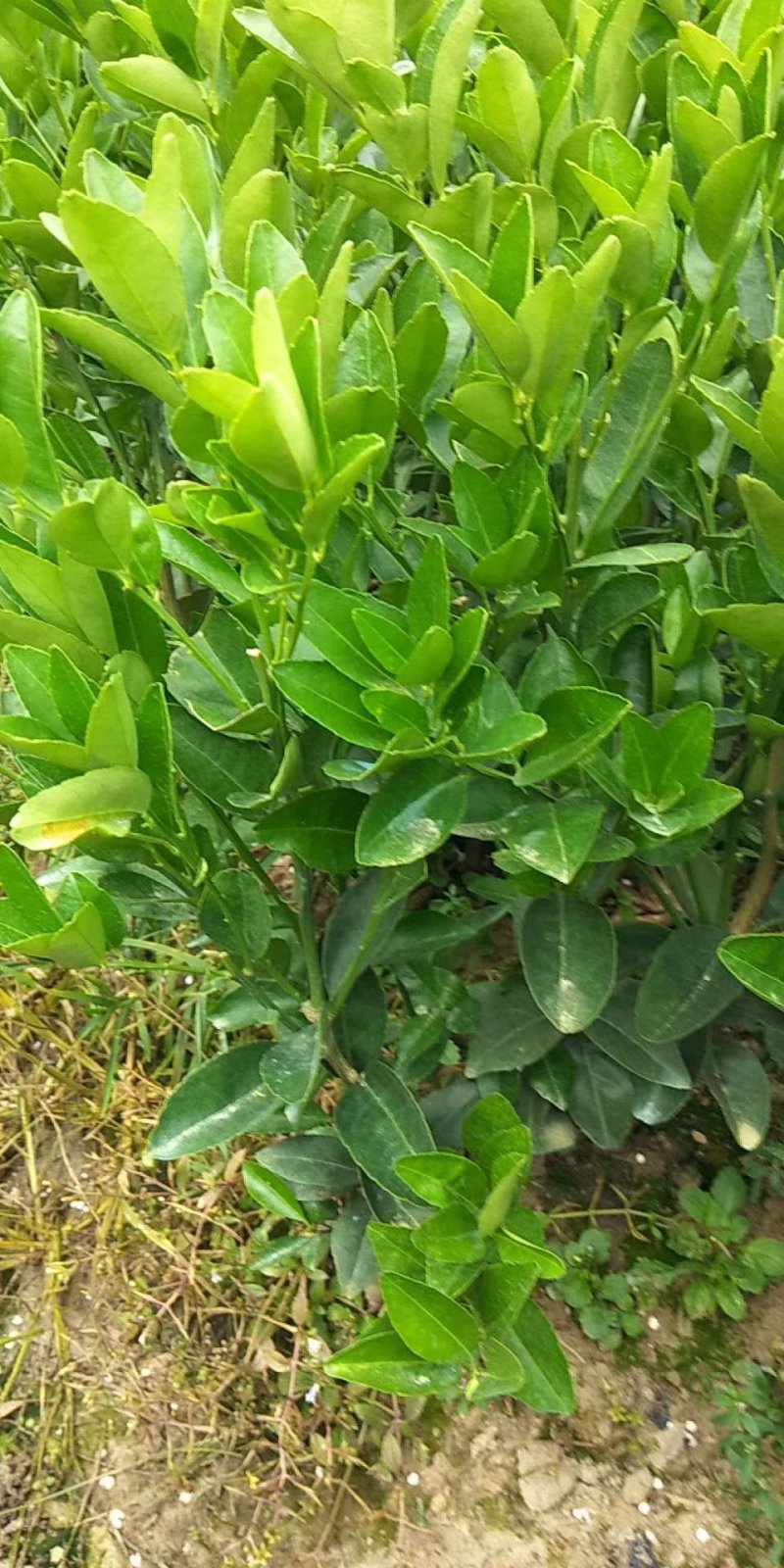 大果软枝茂谷柑苗！正品包邮！无需刷白！产量高！