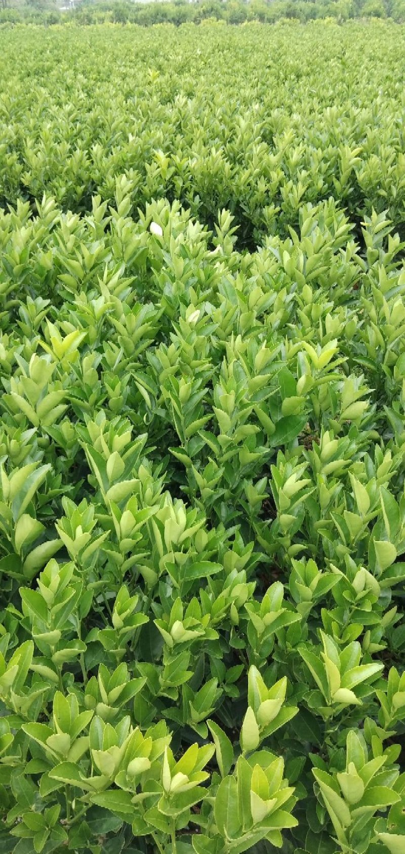 大果软枝茂谷柑苗！正品包邮！无需刷白！产量高！