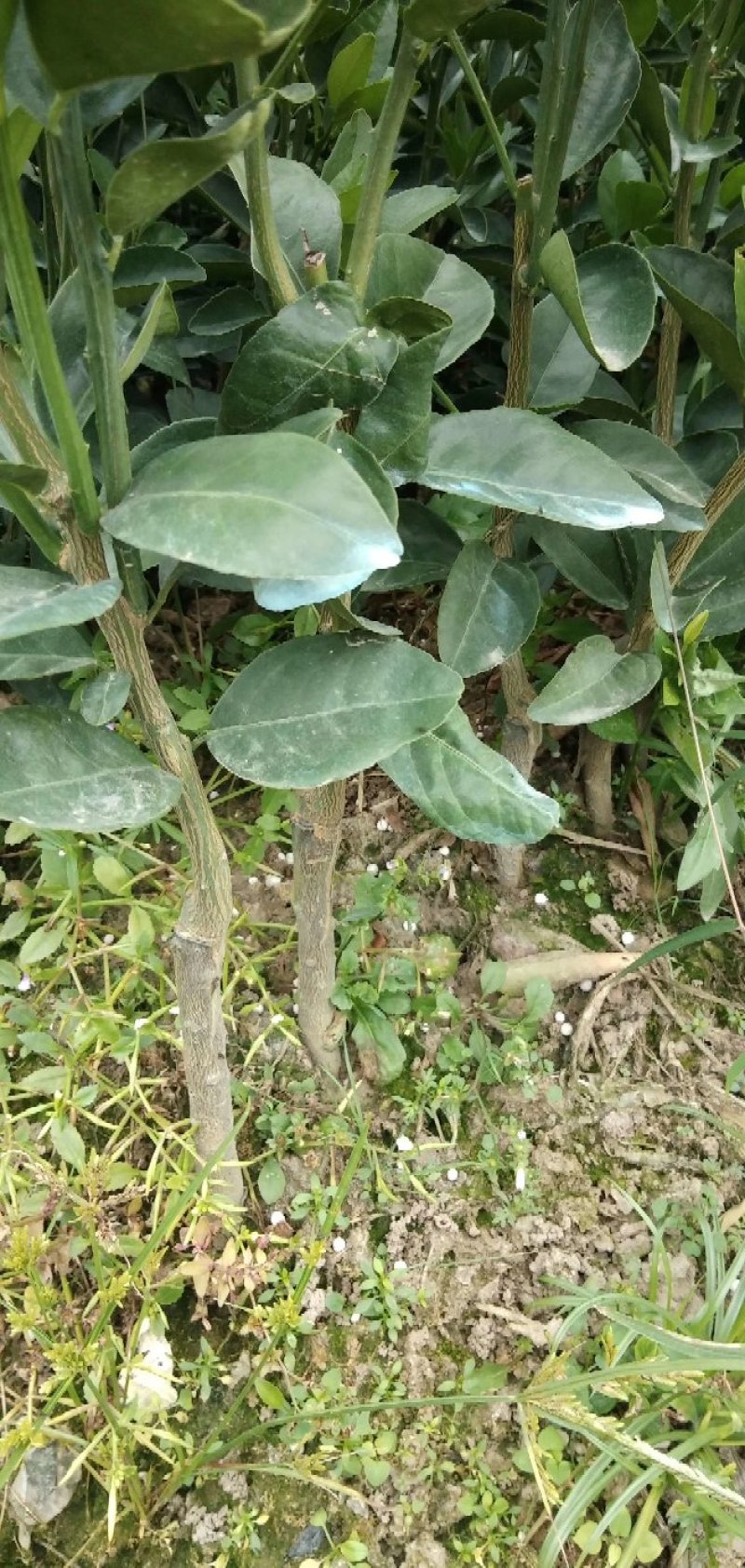 大果软枝茂谷柑苗！正品包邮！无需刷白！产量高！