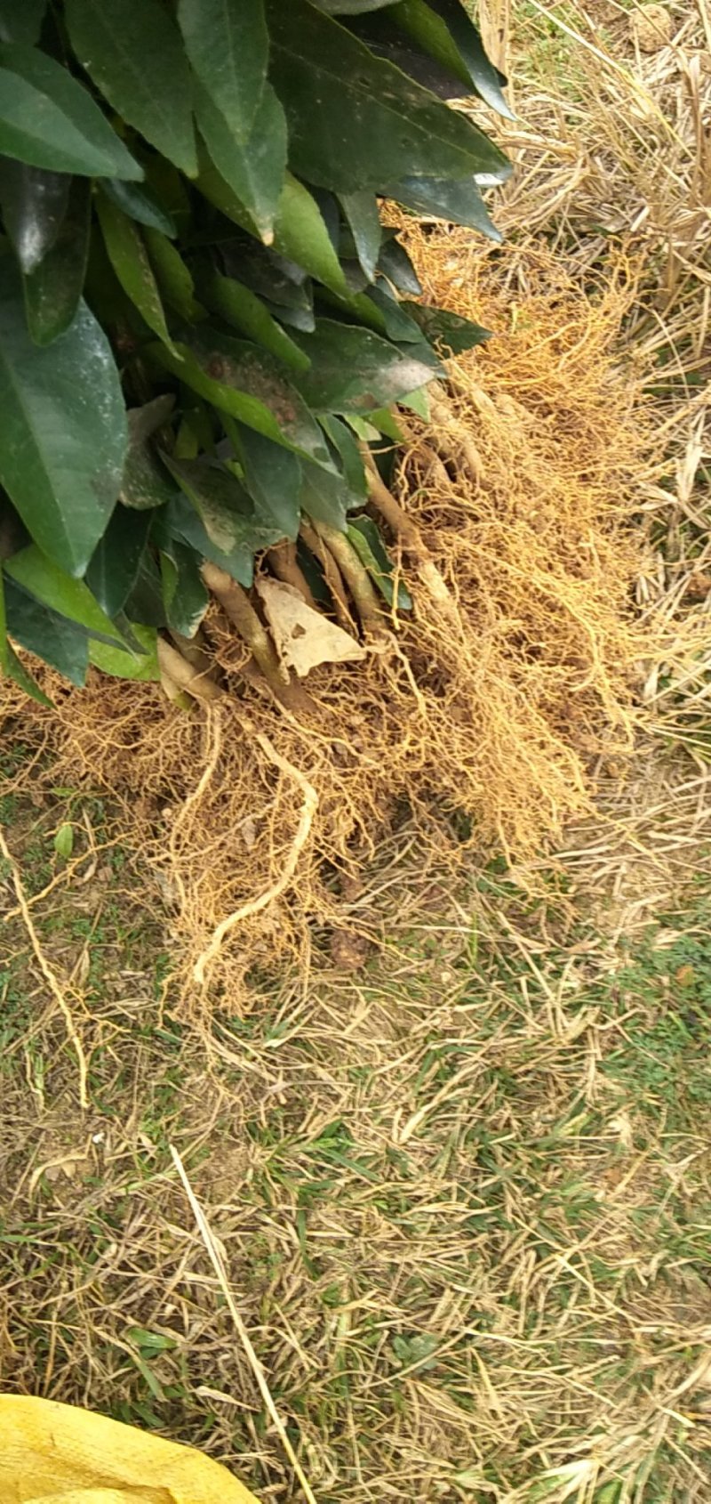 大果软枝茂谷柑苗！正品包邮！无需刷白！产量高！