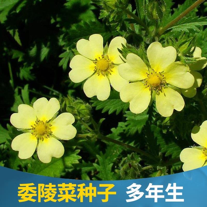 委陵菜种子阳台庭院盆栽室内四季易种地被花卉种子多年生黄色