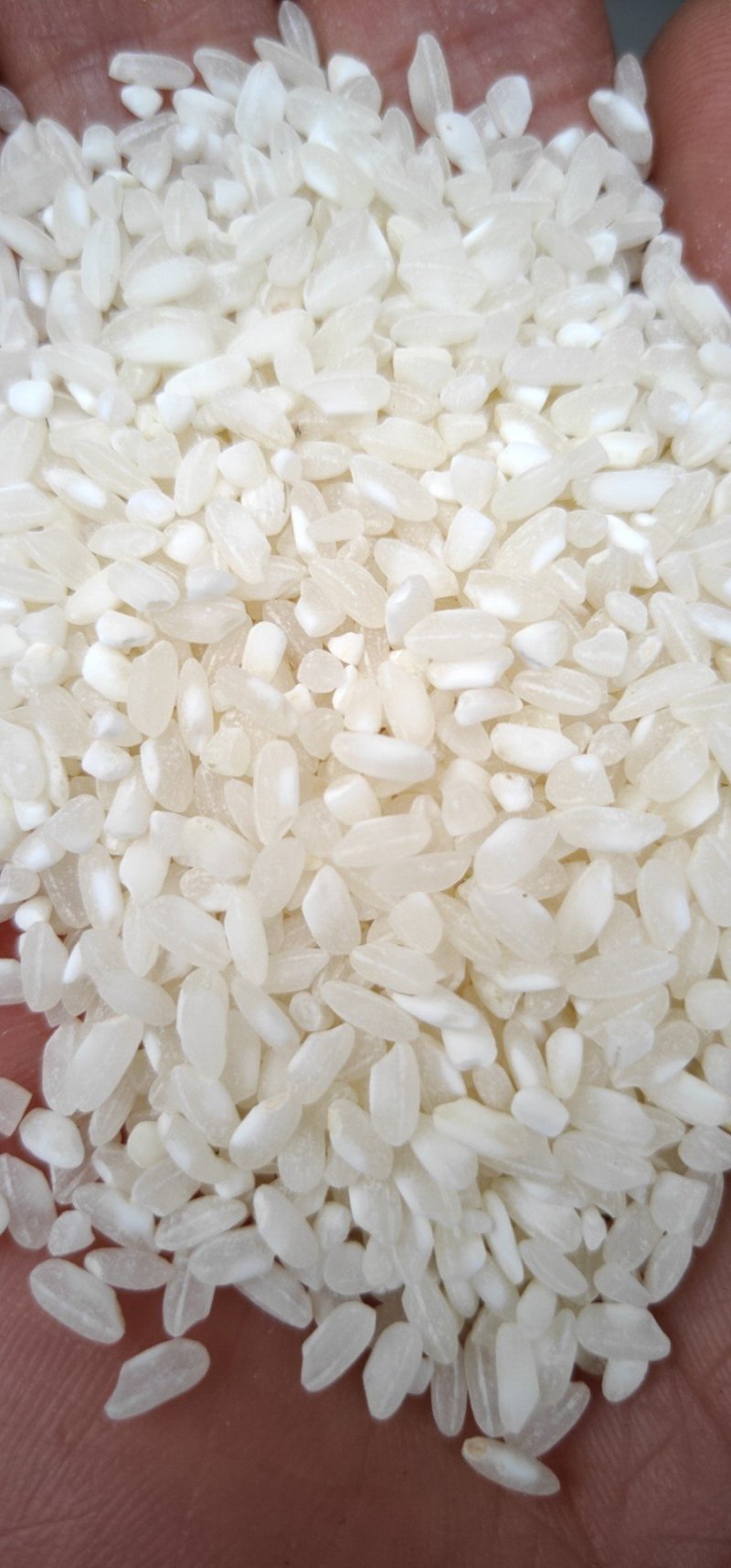 桂朝大米，做肠粉，做米皮米线都可以货源充足量大从优