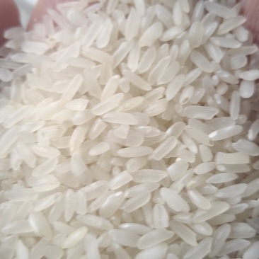 优质大米/长米/黄花粘货源充足量大从优