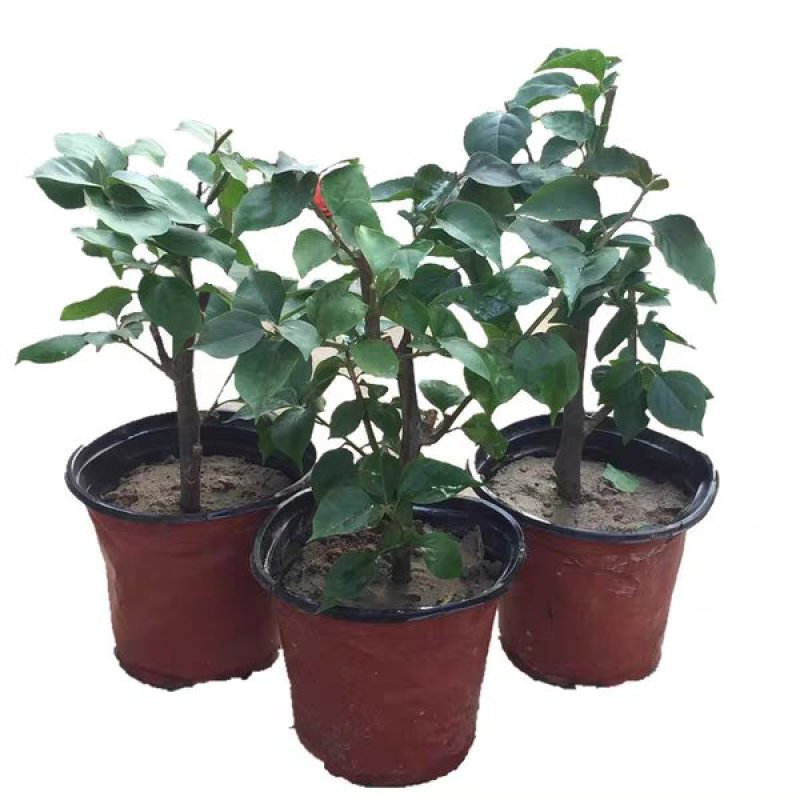 三角梅树苗盆栽庭院攀援花卉四季开花重瓣三角梅花苗