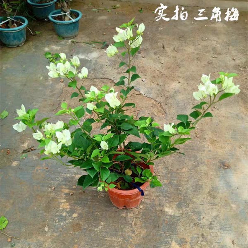 三角梅树苗盆栽庭院攀援花卉四季开花重瓣三角梅花苗